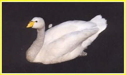 Whooper swan