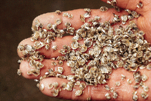 oysterseed.gif (60516 bytes)
