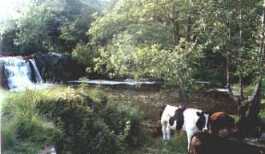 Poulanassy Waterfall, County Kilkenny.