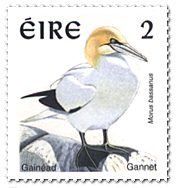 Gannet