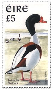 Shelduck