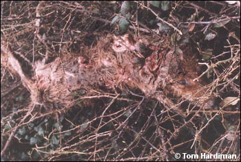 hunt fox 6