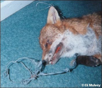 snared fox 1