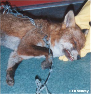 snared fox 2