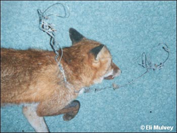 snared fox 3