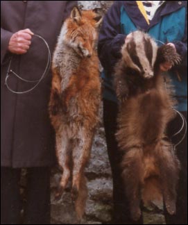 snared fox 5