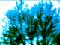 Trees, colors and focus distorted.