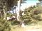 Over exposed tree and appartments on sunny day.