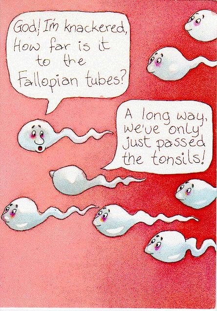 The sperm