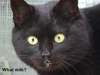 milk2.gif (56956 bytes)