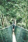 Treetop canopy walkway