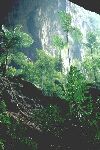 Cave flora