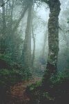 Misty forest