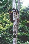 Orang Utan