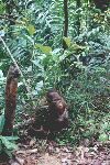 Orang Utan
