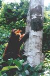 Orang Utan