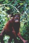 Orang Utan