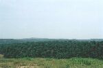 Endless plantations