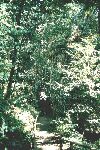 Hanging vines