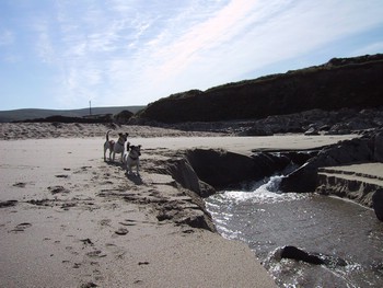 Dogs on the beach