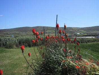 Red Hot Pokers
