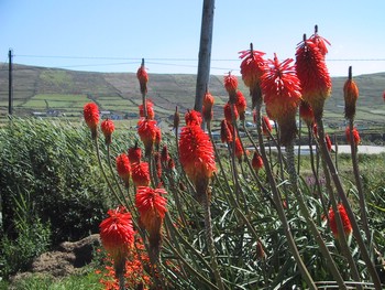 Red Hot Pokers