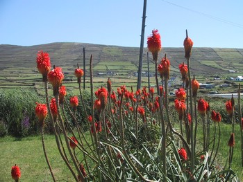 Red Hot Pokers
