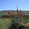 Red Hot Pokers