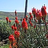 Red Hot Pokers