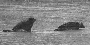 The seals enter the water at Maghera Beach, Ardara on Sunday.