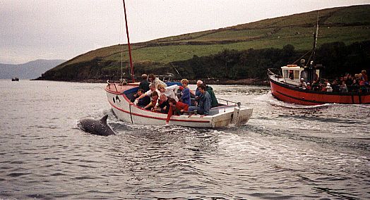 Fungi the dolphin