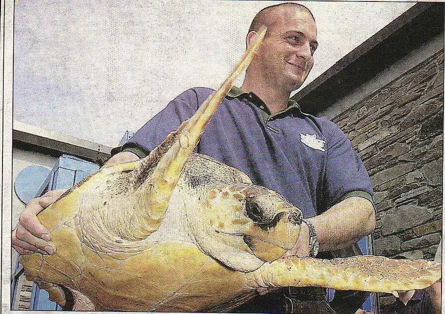 Spike the turtle