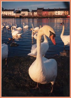 Mute swans in the bay