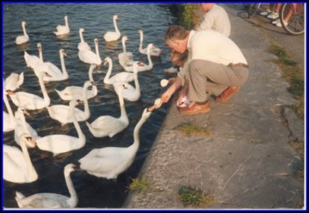 Feeding the swans