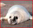 Grey Seal