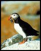 Puffin