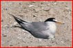 Tern