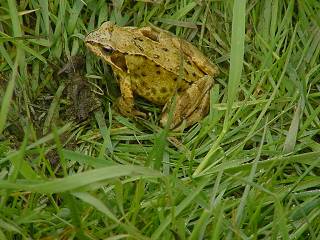 We also found a frog!