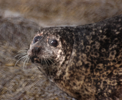 Garnish Seal