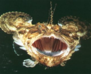 freshwater angler fish
