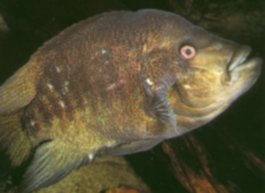 South American Cichlids