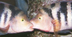 They settle disputes with mouth to mouth contact