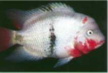 They are a popular aquarium fish