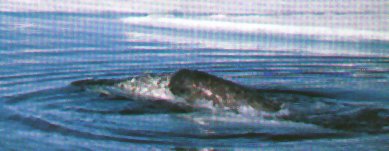 Pregnant females leave the pod before giving birth