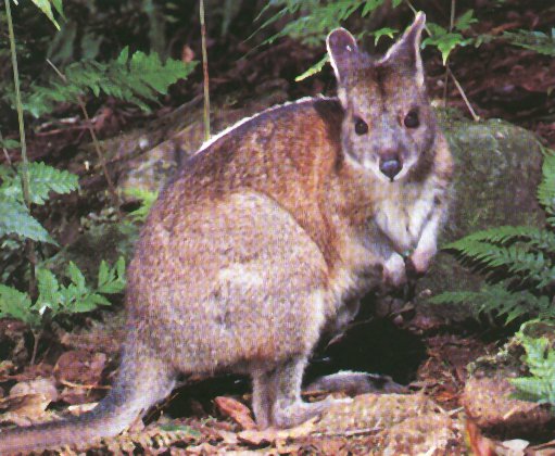 pademelon.jpg (63327 bytes)