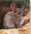 The European rabbit has adapted to a variety of habitats