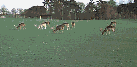 Deer In the Phoenix Park
