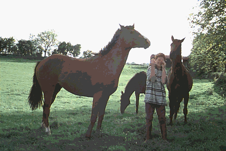 Horses