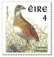 Corncrake