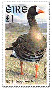 irish goose